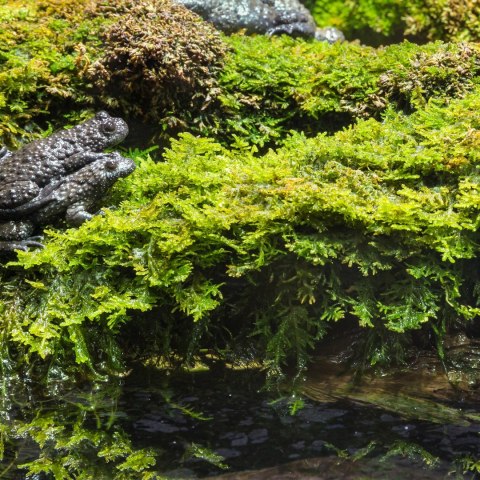 Terrario Terrario Shadow Forest Moss - mech naturalny 35x28cm