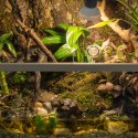 Terrario Terrario Shadow Forest Moss - mech naturalny 35x28cm