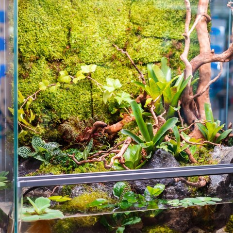 Terrario Terrario Shadow Forest Moss - mech naturalny 35x28cm