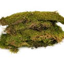 Terrario Terrario Shadow Forest Moss - mech naturalny 35x28cm