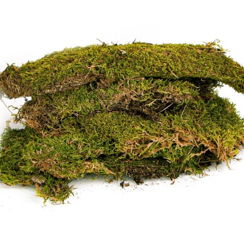 Terrario Terrario Shadow Forest Moss - mech naturalny 35x28cm