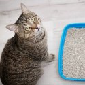 Hilton Cat Litter White Aloe 5l - żwirek biały bentonitowy o zapachu aloe vera HILTON