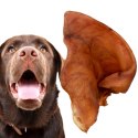 Dogario Bonni Pig's Ear L - duże wieprzowe ucho oferta hurtowa x50 Dogario