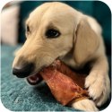Dogario Bonni Pig's Ear L - duże wieprzowe ucho oferta hurtowa x50 Dogario