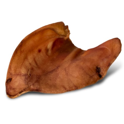 Dogario Bonni Pig's Ear L - duże wieprzowe ucho oferta hurtowa x50 Dogario