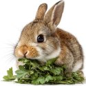Herbal Pets - Natka pietruszki 80g Herbal Pets