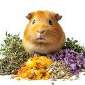 Herbal Pets - Świnkoziółka pokarm dla świnki morskiej 800g Herbal Pets