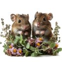 Herbal Pets - Zioła Podstawowe dla Myszki 100g Herbal Pets