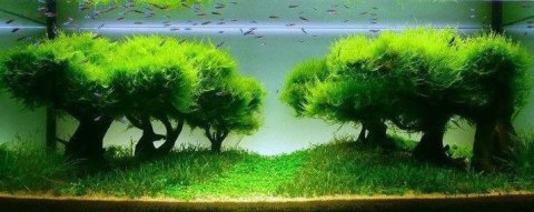 Seachem Flourish Advance 250ml - przyspiesza wzrost roślin Seachem